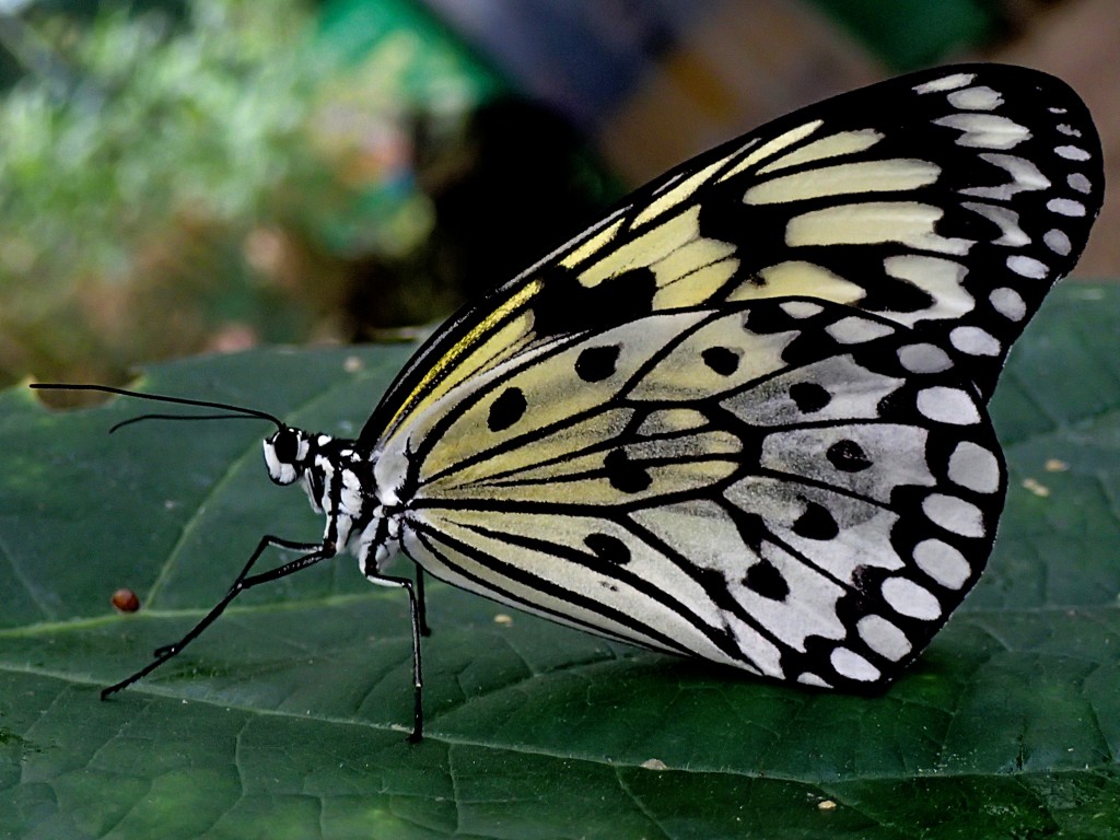 Zdjęcia: Butterfly , Szkocja, motylek3, WIELKA BRYTANIA Zdjęcia: Butterfly , Szkocja, motylek3, WIELKA BRYTANIA