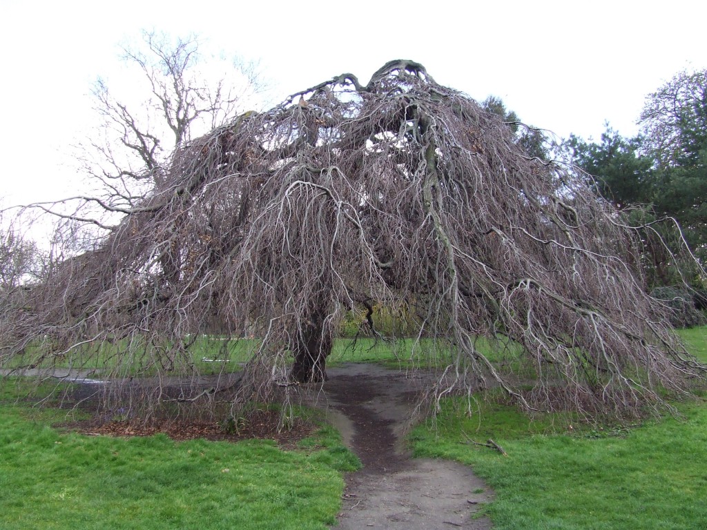 Zdjęcia: Hyde Park, Londyn, jak chatka, WIELKA BRYTANIA Zdjęcia: Hyde Park, Londyn, jak chatka, WIELKA BRYTANIA