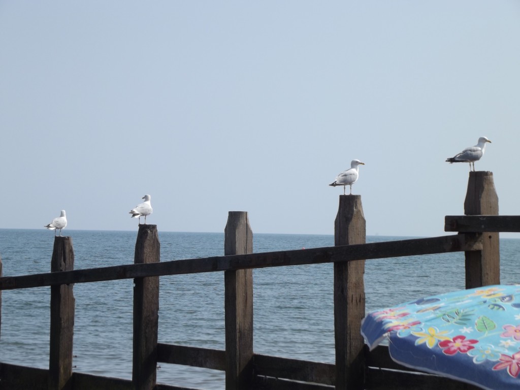 Zdjęcia: Dawlish , Cornwalia, Mewy, WIELKA BRYTANIA Zdjęcia: Dawlish , Cornwalia, Mewy, WIELKA BRYTANIA