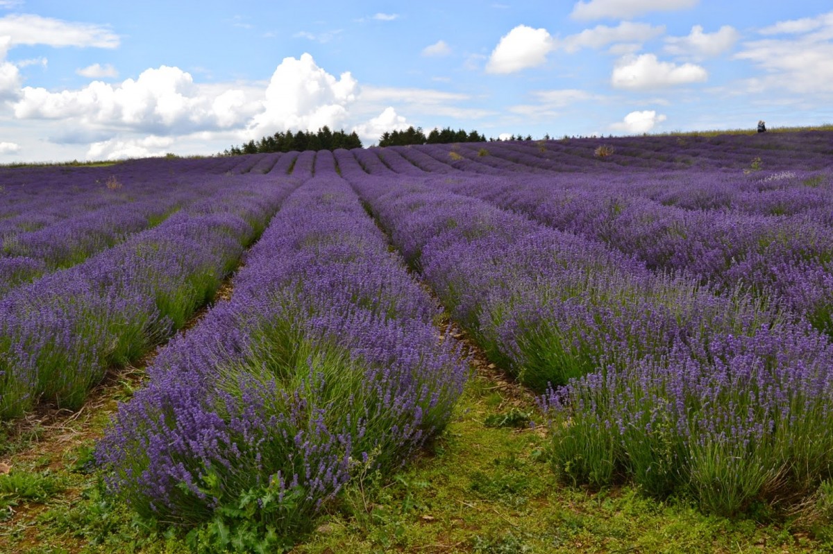 Zdjęcia: Snowshill, Cotswolds, Cotswolds, WIELKA BRYTANIA Zdjęcia: Snowshill, Cotswolds, Cotswolds, WIELKA BRYTANIA