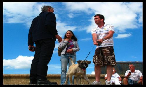 Zdjecie WIELKA BRYTANIA / - / Brighton / Psy wyprowadzac tylko na smyczy!