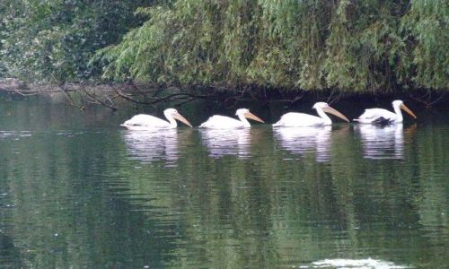 Zdjęcie WIELKA BRYTANIA / Londyn / Central Park London / Czy to Londyn?