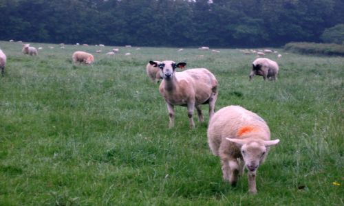 Zdjcie WIELKA BRYTANIA / Srodkowa Anglia / miasteczka i wsie Cotswold / Cotswold-angielska prowincja