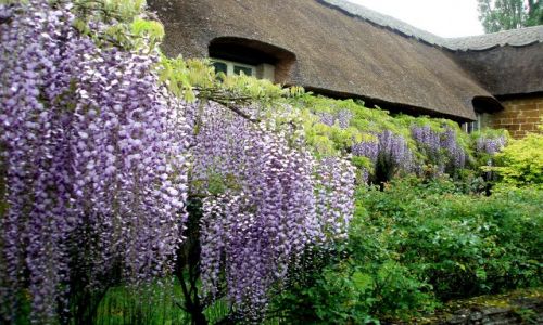 Zdjcie WIELKA BRYTANIA / Srodkowa Anglia / miasteczka i wsie Cotswoldu / Cotswold