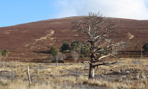 Zdjęcie WIELKA BRYTANIA / Szkocja / Glenmore / Sosna Bonsai na tle Meall a\\\'Bhuachaille