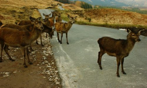 Zdjecie WIELKA BRYTANIA / Szkocja / Glencoe / Sarny