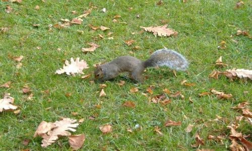 Zdjecie WIELKA BRYTANIA / Anglia / Londyn / SZARA LONDYNSKA WIEWIRKA - HYDE PARK
