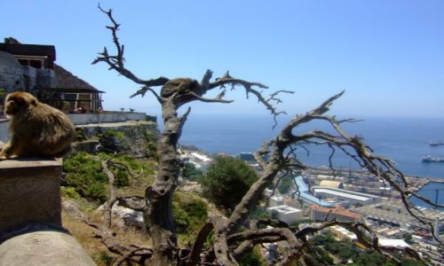 Zdjecie WIELKA BRYTANIA / Gibraltar / Gibraltar / Gibraltar,małpy w oddali...Afryka !