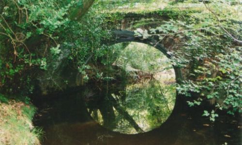 Zdjcie WIELKA BRYTANIA / HEMPSHIRE / new forest / W krainie bani