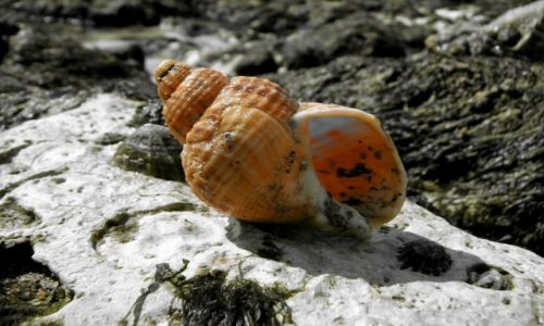 Zdjcie WIELKA BRYTANIA / hrabstwo East Sussex / Beachy Head / Muszla
