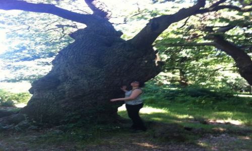 Zdjecie WIELKA BRYTANIA / London / Richmond Park / D�by w Richmond Park