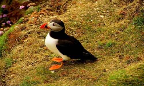 Zdjęcie WIELKA BRYTANIA / Szkocja / Szetlandy / Maskonur na Sumburgh Head