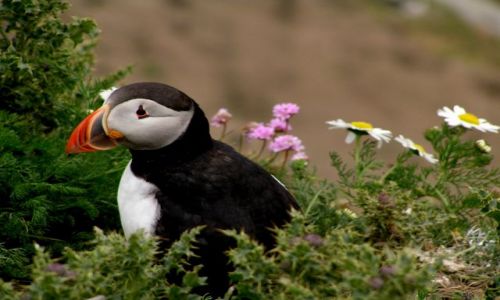 Zdjęcie WIELKA BRYTANIA / Szkocja / Szetlandy / Maskonur na Sumburgh Head