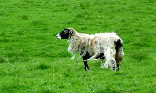 Zdjecie WIELKA BRYTANIA / Anglia / Lake District / Wilk w owczej skrze?