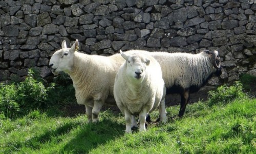 Zdjęcie WIELKA BRYTANIA / Derbyshire county / Castleton, Peak District / Baranie łby