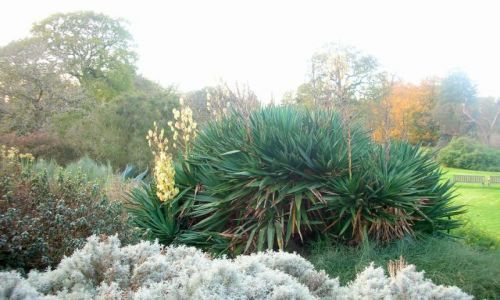Zdjecie WIELKA BRYTANIA / brak / Londyn-Kew Gardens / jesien w Kew Gardens