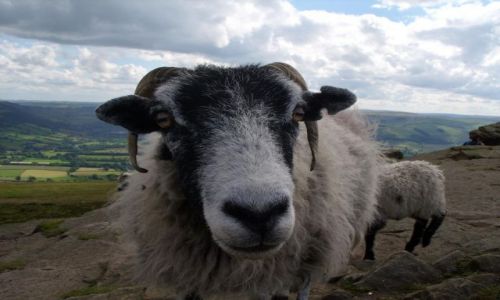Zdjcie WIELKA BRYTANIA / Yorkshire / okolice Shefield / tubylec