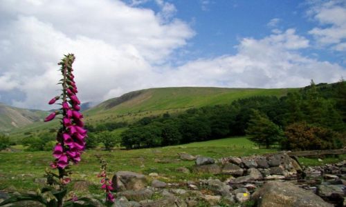 Zdjęcie WIELKA BRYTANIA / Lake District/ Cumbria / Wasdale Head / dzwonek jak - Filip z konopi