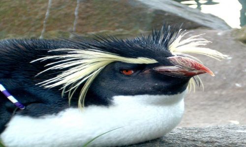 Zdjecie WIELKA BRYTANIA / brak / Edynburg / Pikny pingwinek..niestety w zoo