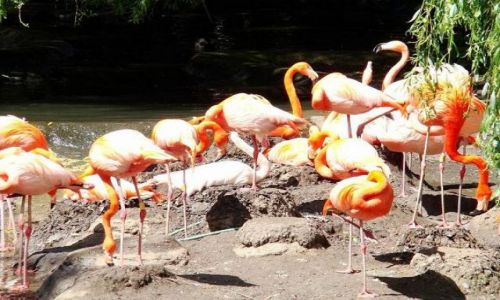 Zdjecie WIELKA BRYTANIA / North  East  England / Flaming Park / flamingi
