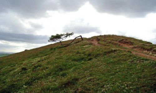Zdjęcie WIELKA BRYTANIA / Derbyshire / okolice Castelton / wytrwale drzewko  (slonca jak na lekarstwo )