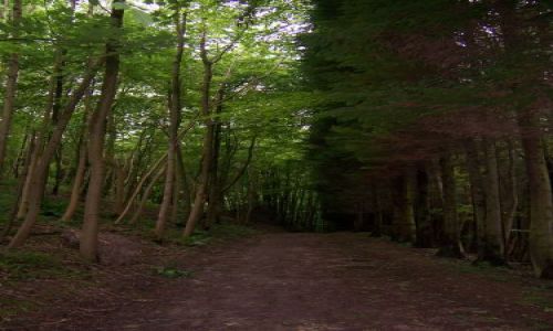 Zdjecie WIELKA BRYTANIA / Glocestershire / nieopodal Cirencester / Droga w lesie....