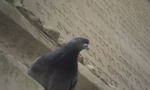 Zdjęcie WIELKA BRYTANIA / Londyn / The Monument / Gołąb na Monumencie