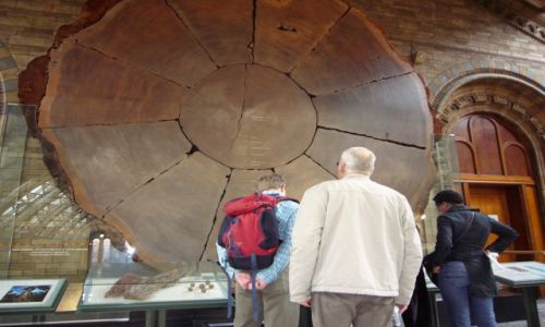 Zdjecie WIELKA BRYTANIA / wspomien / london museum / pra drzewo