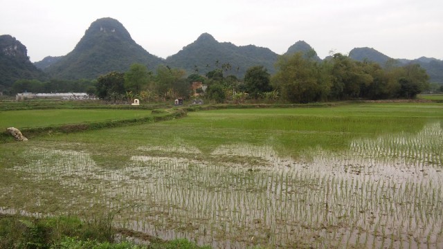 Zdj cia: Ninh Binh, Wietnam Pnocny, Pola ryowe, WIETNAM