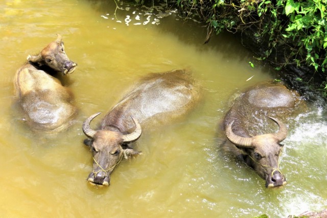 Zdj cia: Sa Pa, Lao Cai, Bawoły wodne w kąpieli, WIETNAM Zdj cia: Sa Pa, Lao Cai, Bawoły wodne w kąpieli, WIETNAM