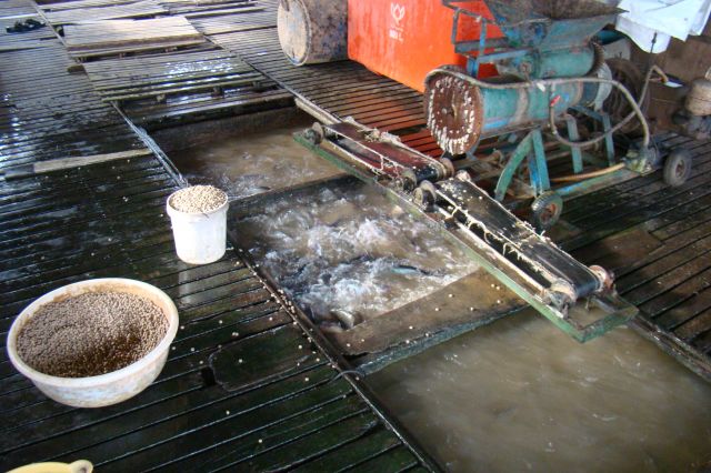 Zdjęcia: MEKONG, WIETNAM, HODOWLA PANGI, WIETNAM Zdjęcia: MEKONG, WIETNAM, HODOWLA PANGI, WIETNAM
