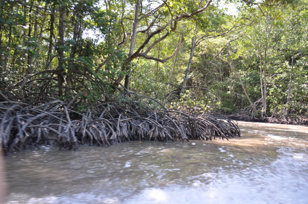 Zdjęcia: Can Gio, Ho Chi Minh, Las namorzynowy, WIETNAM Zdjęcia: Can Gio, Ho Chi Minh, Las namorzynowy, WIETNAM