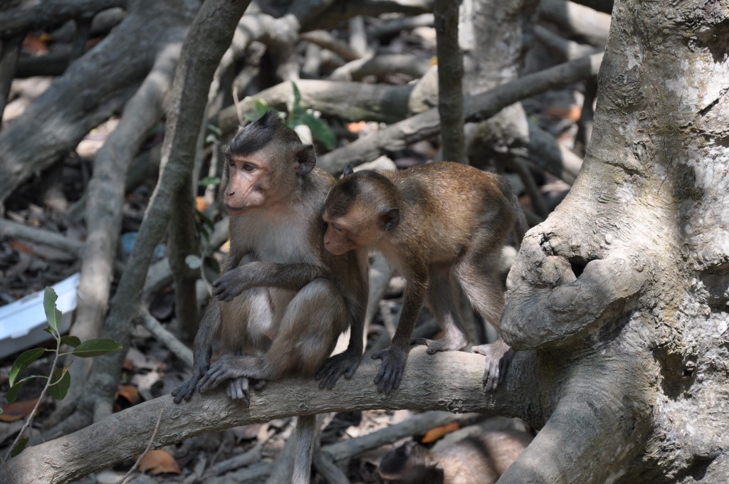 Zdjęcia: Can Gio, Ho Chi Minh, Co tam masz .., WIETNAM Zdjęcia: Can Gio, Ho Chi Minh, Co tam masz .., WIETNAM