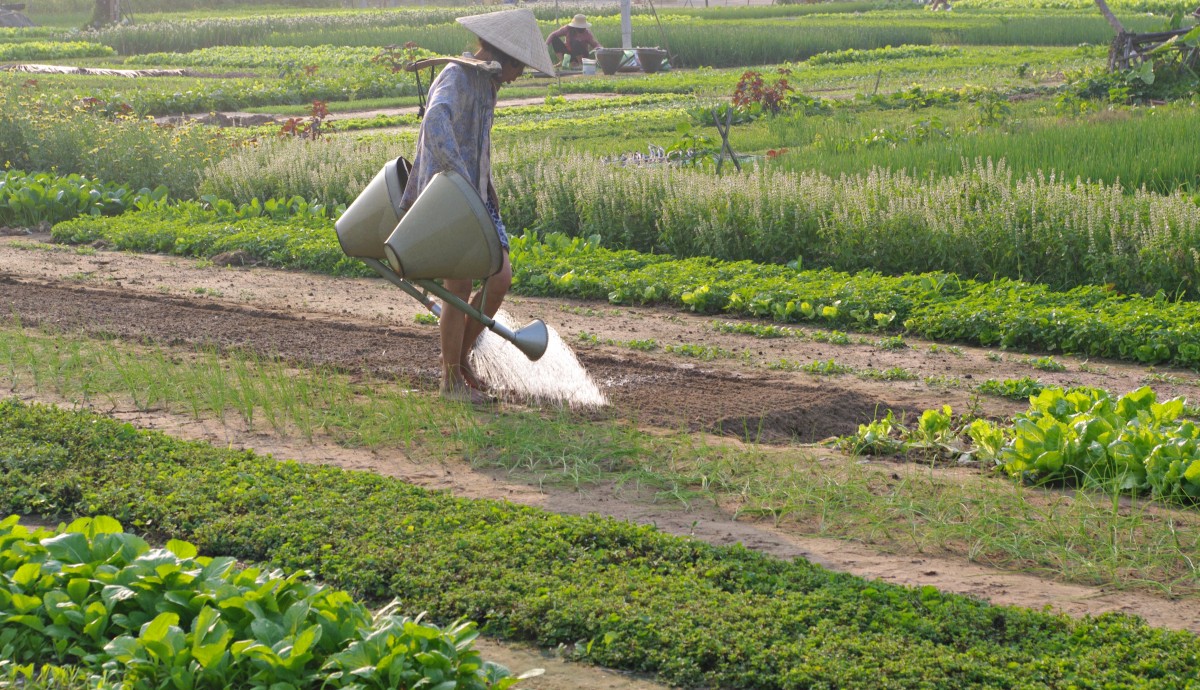 Zdjęcia: Vegetable Village, Hoi An, Konewka, WIETNAM Zdjęcia: Vegetable Village, Hoi An, Konewka, WIETNAM