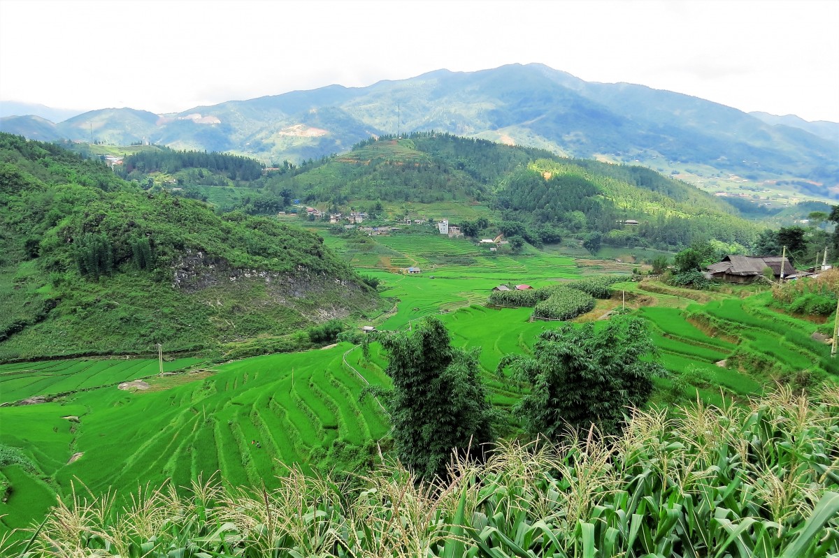 Zdjęcia: Sa Pa, Lao Cai, Barwne tarasy, WIETNAM Zdjęcia: Sa Pa, Lao Cai, Barwne tarasy, WIETNAM