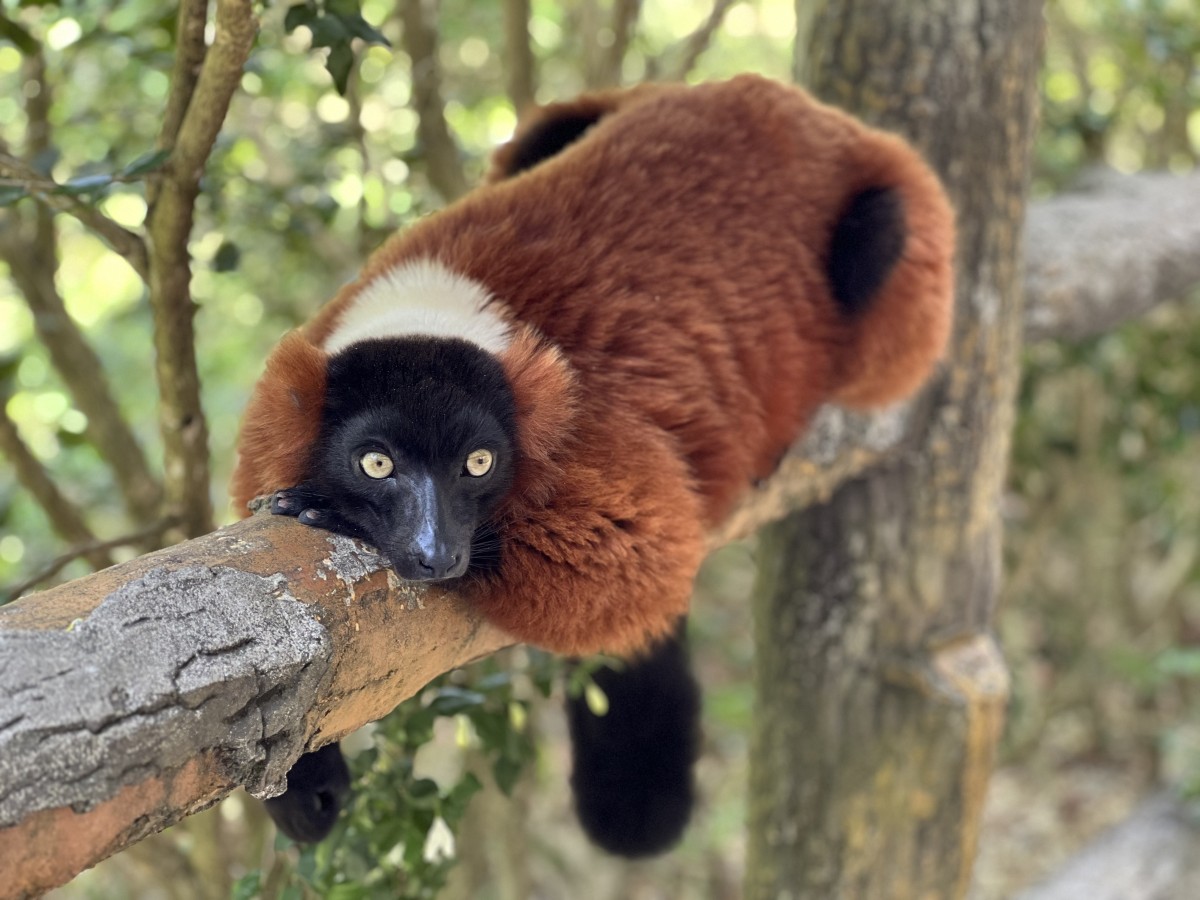 Zdjęcia: Phu Quok, Phu Quok , Lemur czerwony , WIETNAM Zdjęcia: Phu Quok, Phu Quok , Lemur czerwony , WIETNAM