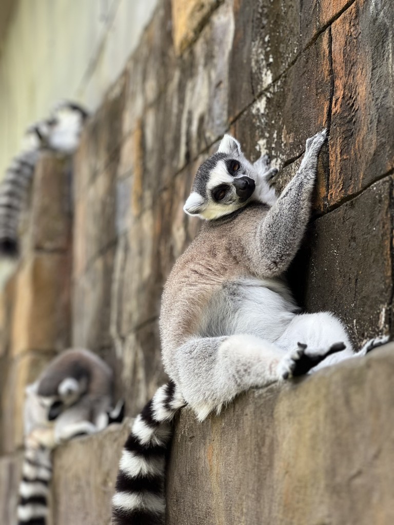 Zdjęcia: Phu Quok, Phu Quok , Lemury , WIETNAM Zdjęcia: Phu Quok, Phu Quok , Lemury , WIETNAM