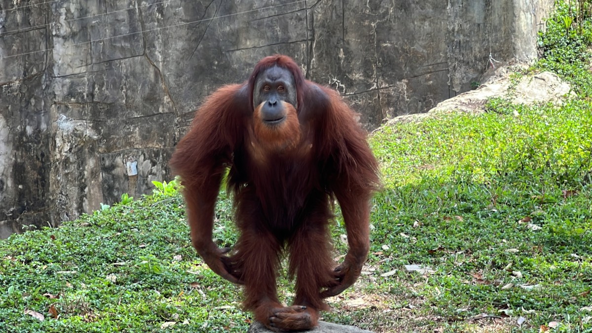 Zdjęcia: Phu Quok, Phu Quok , Orangutan , WIETNAM Zdjęcia: Phu Quok, Phu Quok , Orangutan , WIETNAM