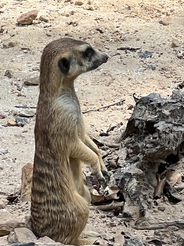 Zdjęcia: Phu Quok, Phu Quok , Surykatka stoi na straży , WIETNAM Zdjęcia: Phu Quok, Phu Quok , Surykatka stoi na straży , WIETNAM