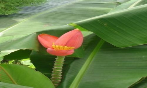 Zdjęcie WIETNAM / Delta Mekongu /  Mekong / Kwiat Bananowca