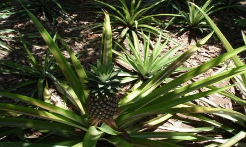 Zdjęcie WIETNAM / Delta Mekongu /  Mekong / Ananas