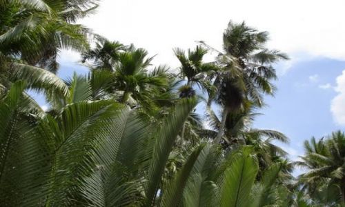 Zdjęcie WIETNAM / Mekong / Delta  Mekongu / Widoczki