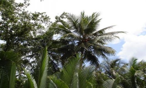 Zdjęcie WIETNAM / Mekong / Delta  Mekongu / Widoczki