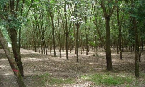 Zdjęcie WIETNAM / Obręb Ho Chi Minh / Cu Chi  / Las kauczukowy
