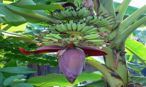 Zdjecie WIETNAM / - / gdzie na wsi wietnamskiej / Kwiat bananowca.