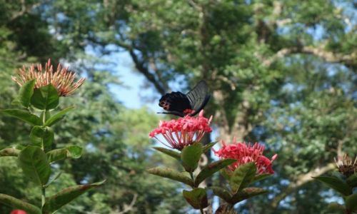 Zdjecie WIETNAM / - / Hue / motyl