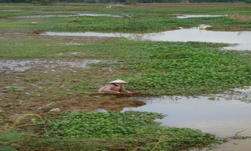 Zdjecie WIETNAM / - / okolice Hoi An / pracujaca kobieta
