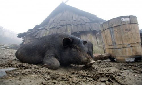 Zdjecie WIETNAM / Lao Cai / Sapa / ...