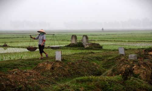 Zdjecie WIETNAM / Hanoi / okolice Hanoi / Pola smerci