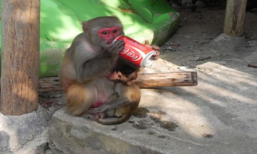 Zdjęcie WIETNAM / okolice halong bay / wyspa / małpki